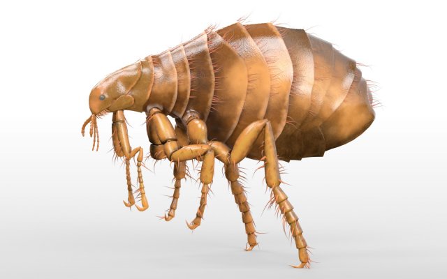 flea rigged hairs pbr low poly insect 3D Model .c4d .max .obj .3ds .fbx .stl .blend 
