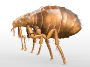 flea rigged hairs pbr low poly insect 3D Model