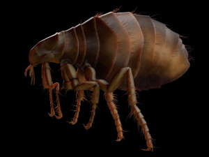 flea rigged hairs pbr low poly insect 3D Model