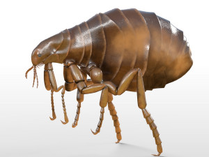 flea rigged hairs pbr low poly insect 3D Model