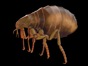 flea rigged hairs pbr low poly insect 3D Model