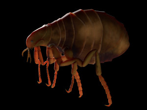 flea rigged hairs pbr low poly insect 3D Model