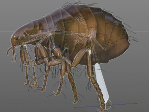 flea rigged hairs pbr low poly insect 3D Model