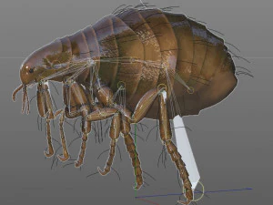 flea rigged hairs pbr low poly insect 3D Model