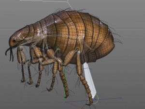 flea rigged hairs pbr low poly insect 3D Model