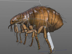 flea rigged hairs pbr low poly insect 3D Model