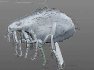 flea rigged hairs pbr low poly insect 3D Model