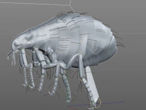 flea rigged hairs pbr low poly insect 3D Model