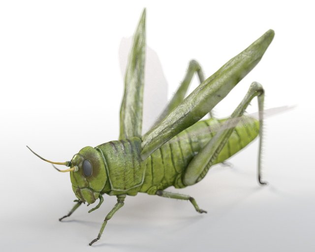 grasshopper rigged low poly pbr insect 3D Model .c4d .max .obj .3ds .fbx .stl .blend 