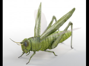 grasshopper rigged low poly pbr insect 3D Model