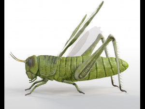 grasshopper rigged low poly pbr insect 3D Model