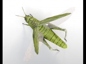 grasshopper rigged low poly pbr insect 3D Model