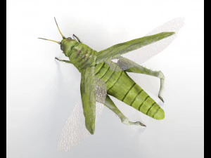 grasshopper rigged low poly pbr insect 3D Model