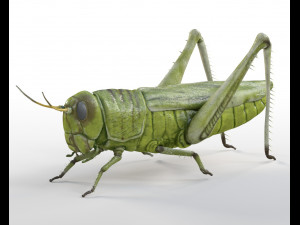 grasshopper rigged low poly pbr insect 3D Model