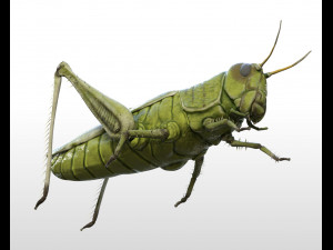 grasshopper rigged low poly pbr insect 3D Model