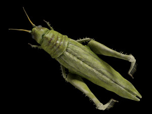 grasshopper rigged low poly pbr insect 3D Model