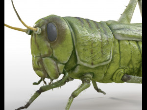 grasshopper rigged low poly pbr insect 3D Model