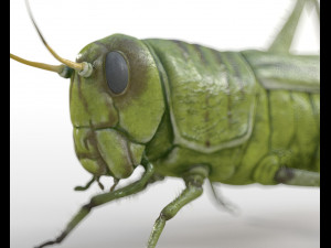 grasshopper rigged low poly pbr insect 3D Model
