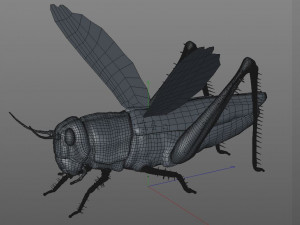grasshopper rigged low poly pbr insect 3D Model