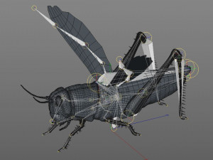grasshopper rigged low poly pbr insect 3D Model