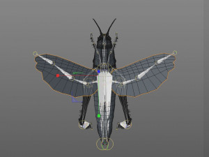 grasshopper rigged low poly pbr insect 3D Model