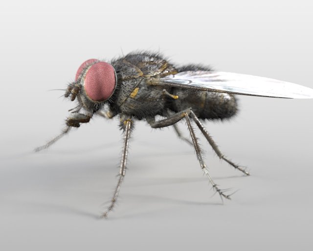 housefly rigged hairs insect pbr low poly 3D Model .c4d .max .obj .3ds .fbx .stl .blend 