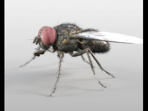 mosca domestica peli truccati insetto pbr low poly Modello 3D