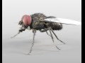Housefly Rigged Hairs insect pbr low poly 3D Model
