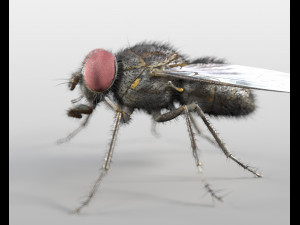 housefly rigged hairs insect pbr low poly 3D Model