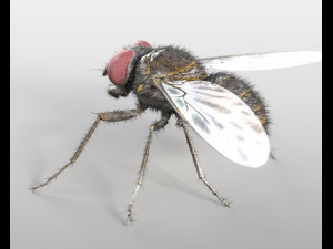 housefly rigged hairs insect pbr low poly 3D Model