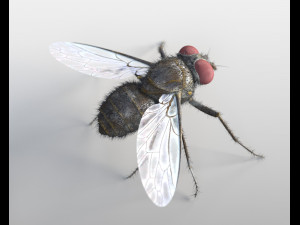 housefly rigged hairs insect pbr low poly 3D Model