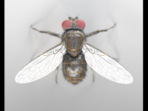housefly rigged hairs insect pbr low poly 3D Model
