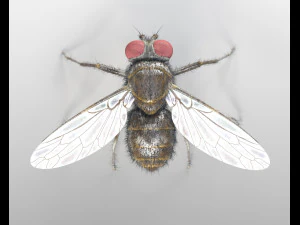housefly rigged hairs insect pbr low poly 3D Model