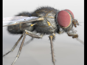 housefly rigged hairs insect pbr low poly 3D Model