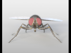 housefly rigged hairs insect pbr low poly 3D Model
