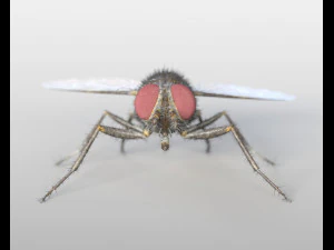 housefly rigged hairs insect pbr low poly 3D Model