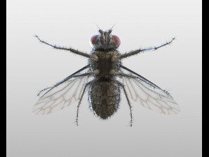 housefly rigged hairs insect pbr low poly 3D Model
