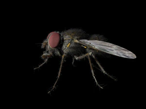housefly rigged hairs insect pbr low poly 3D Model