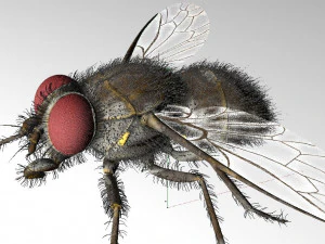 housefly rigged hairs insect pbr low poly 3D Model