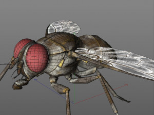 housefly rigged hairs insect pbr low poly 3D Model