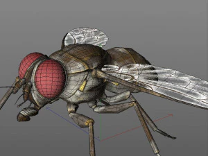 housefly rigged hairs insect pbr low poly 3D Model
