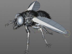 housefly rigged hairs insect pbr low poly 3D Model