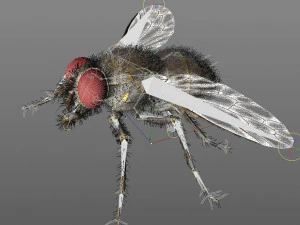 housefly rigged hairs insect pbr low poly 3D Model