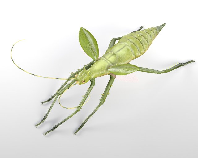 jungle nymph rigged low poly pbr insect 3D Model .c4d .max .obj .3ds .fbx .stl .blend 