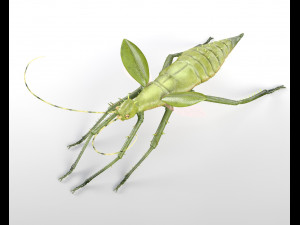 jungle nymph rigged low poly pbr insect 3D Model