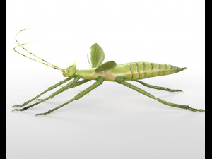 jungle nymph rigged low poly pbr insect 3D Model