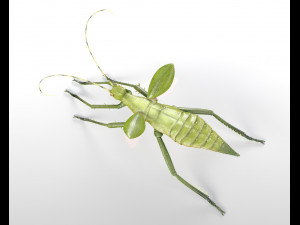 jungle nymph rigged low poly pbr insect 3D Model
