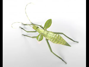 jungle nymph rigged low poly pbr insect 3D Model