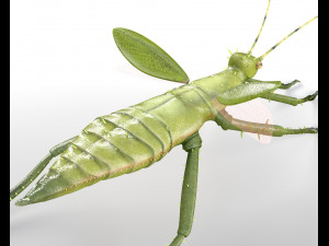 jungle nymph rigged low poly pbr insect 3D Model