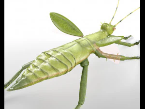 jungle nymph rigged low poly pbr insect 3D Model